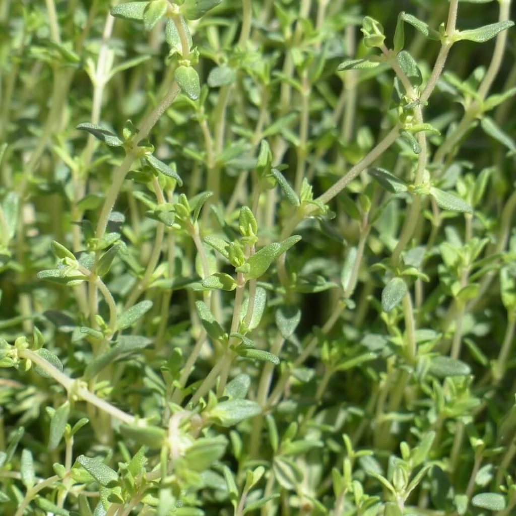 Thyme has many magical properties and uses.