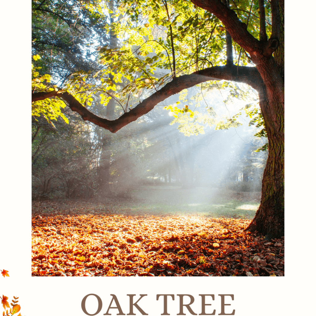 Oak tree and Acorn Magic