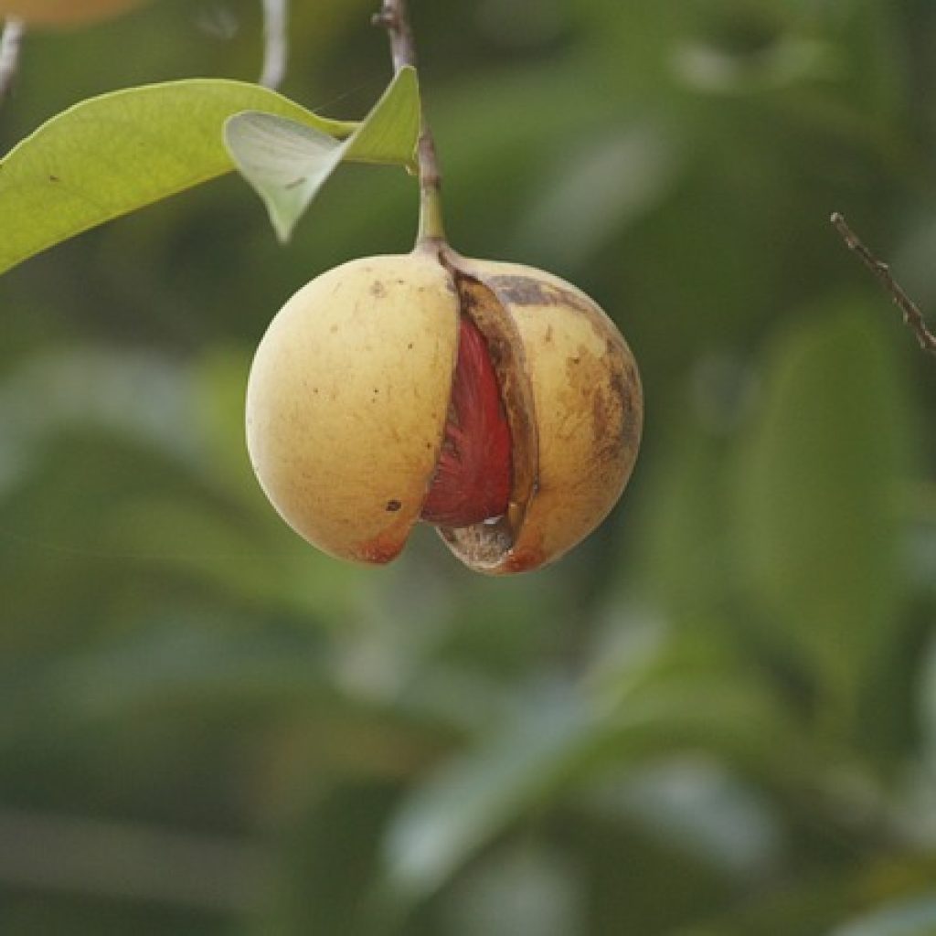 Nutmeg in its natural state.