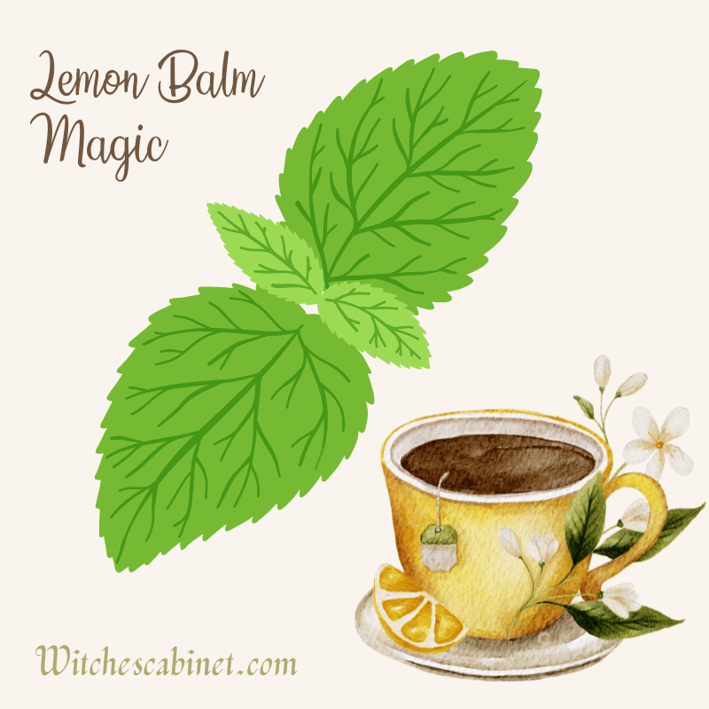 AMAZING Lemon Balm Magical Properties & Carmelite Water