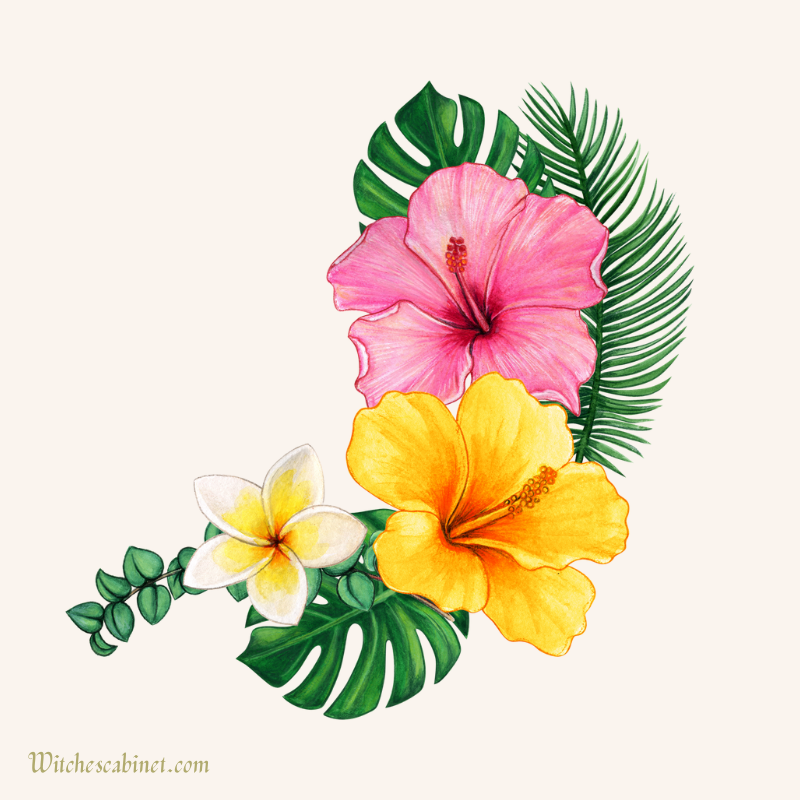 Hibiscus Magical Properties and 10 AMAZINGLY Powerful Uses